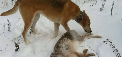 Охота на зайцев с тремя гончими собаками