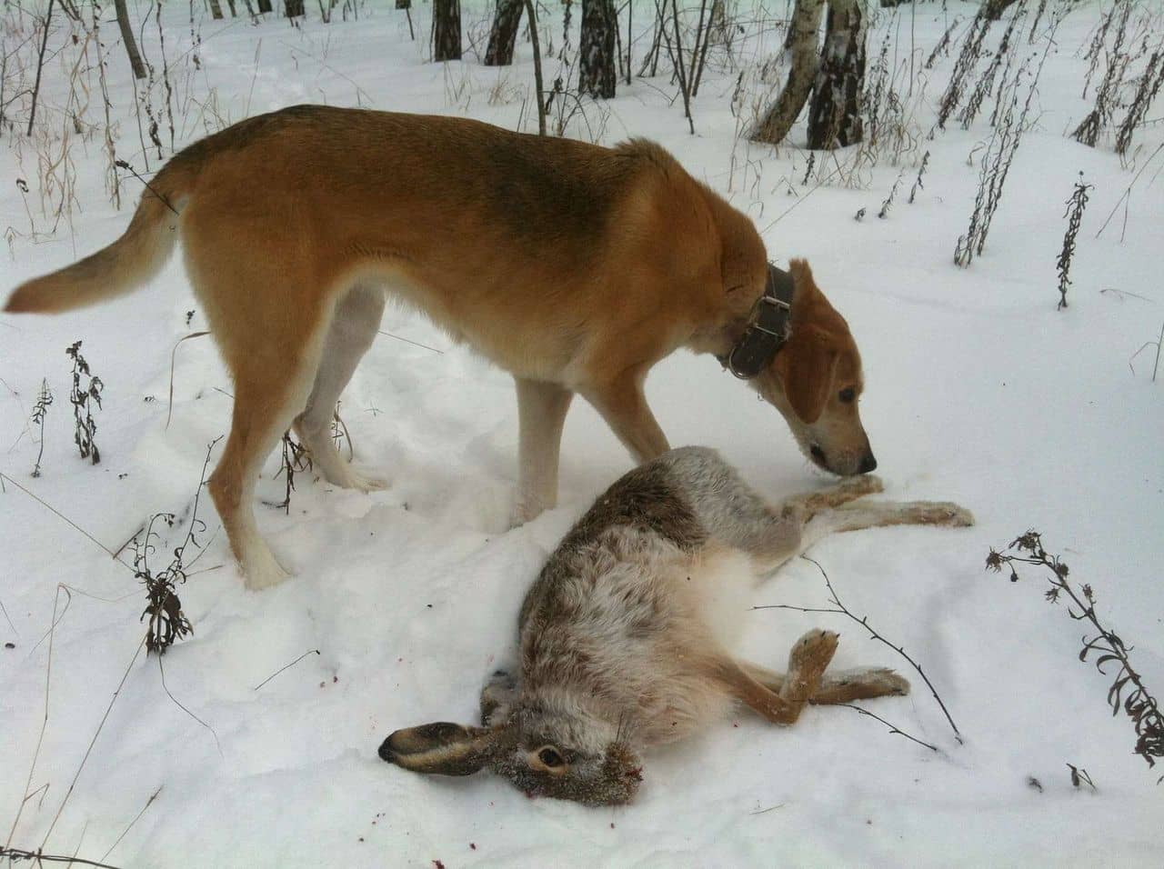 Охота на зайцев с тремя гончими собаками