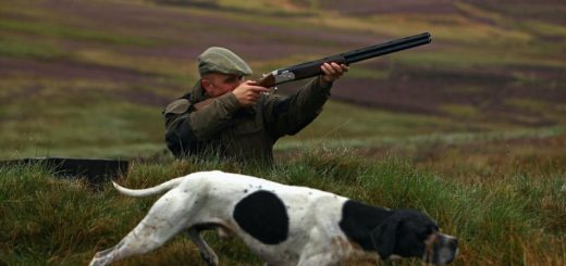 Охота в России: традиции, правила и особенности